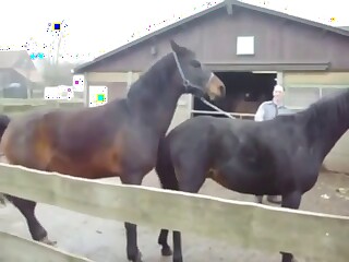 Zoo sex scene with two horses that fuck harder