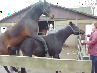 Zoo sex scene with two horses that fuck harder