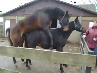 Zoo sex scene with two horses that fuck harder