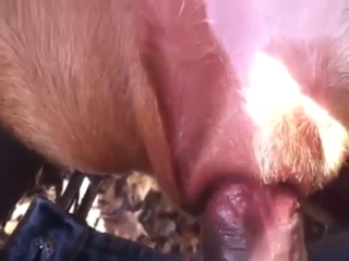 Bestiality porn shows a twisted bitch taking it