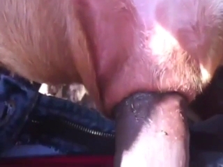 Bestiality porn shows a twisted bitch taking it