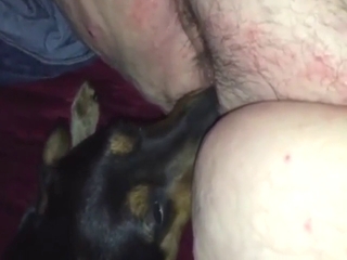 Zoo sex with a dog that licks his crotch up close