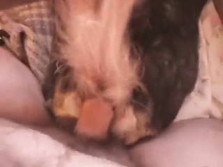 Anal fuck with a seductive animal that looks great