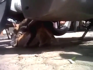 Cats fucking and you get to see the close-ups