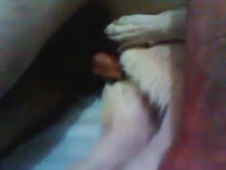 Adorable dog's face looks cute as it takes cock