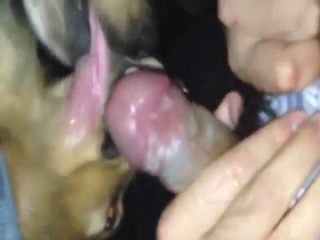Two dogs fighting over that blowjob in POV