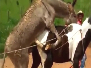 Horse and donkey fuck scene with hot banging