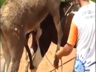 Horse and donkey fuck scene with hot banging