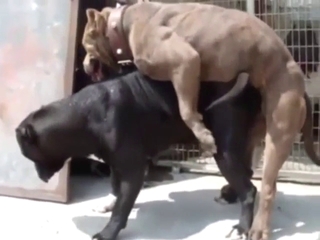 Black dog fucked by a grey dog in a kinky scene