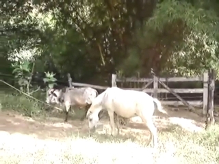 Bull and horse fucking with plenty of foreplay