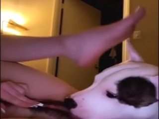 Flexible zoophile loves a thorough licking nightly