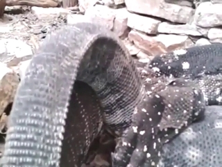 Lizards fucking for the cam in a hectic porn movie