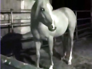 Nightvision goggles footage of a horse's cock