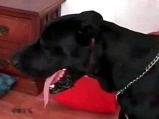 Horny black dog