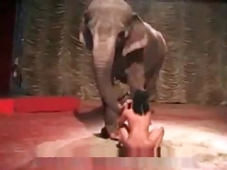 Elephant watches a slut ride a dildo